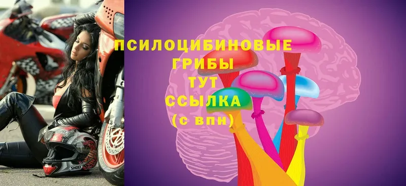 Псилоцибиновые грибы Cubensis  Мирный 